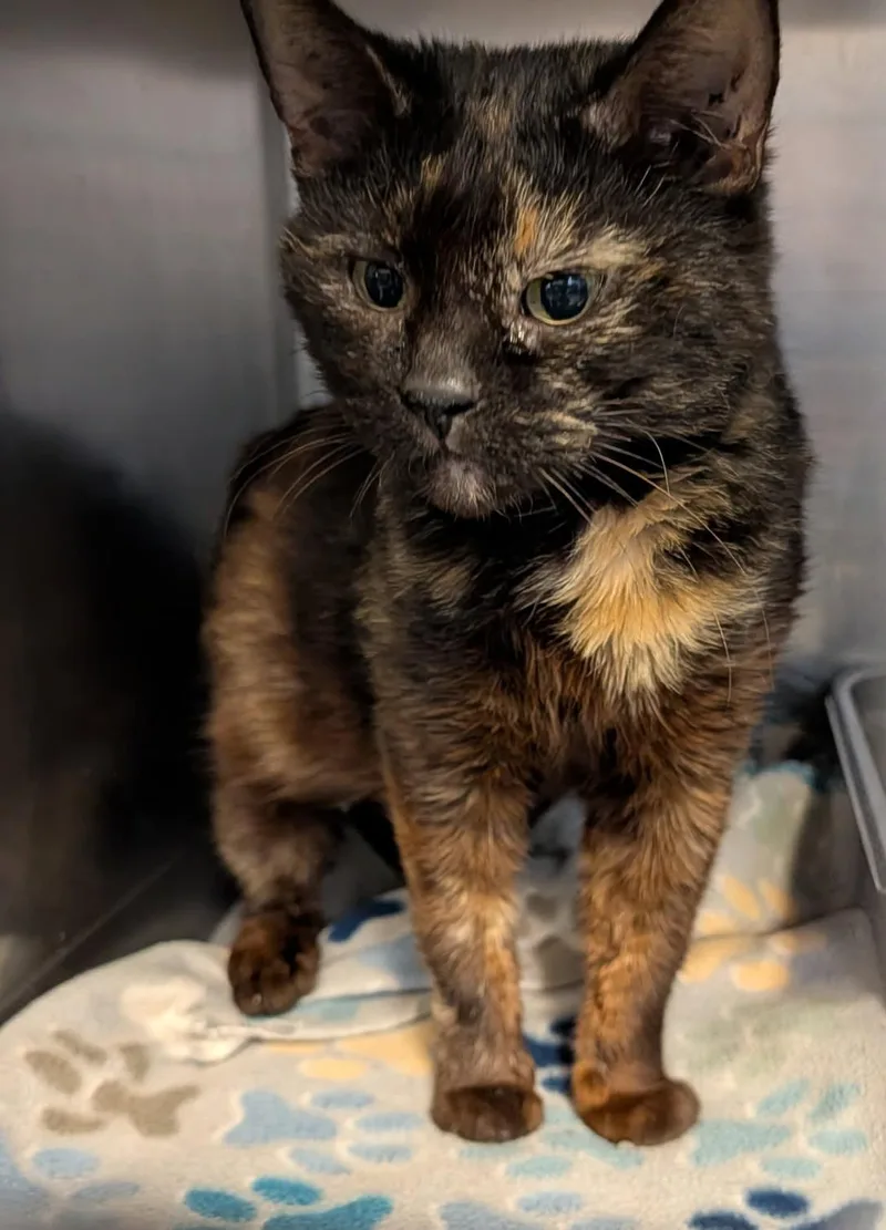 Axolotle thumbnail 2