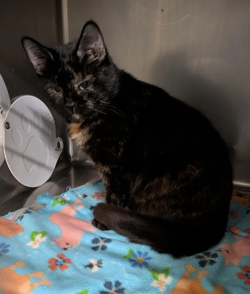 Axolotle thumbnail 3