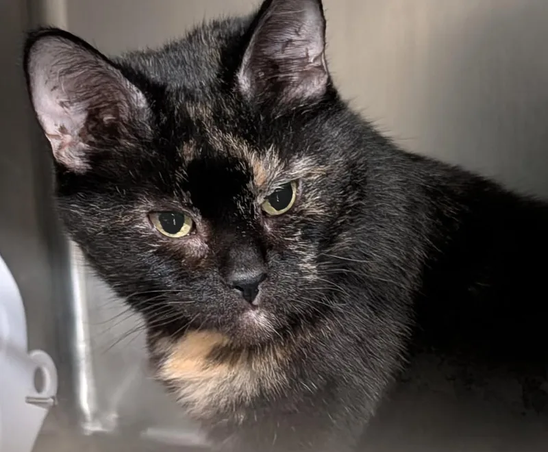 Axolotle thumbnail 4