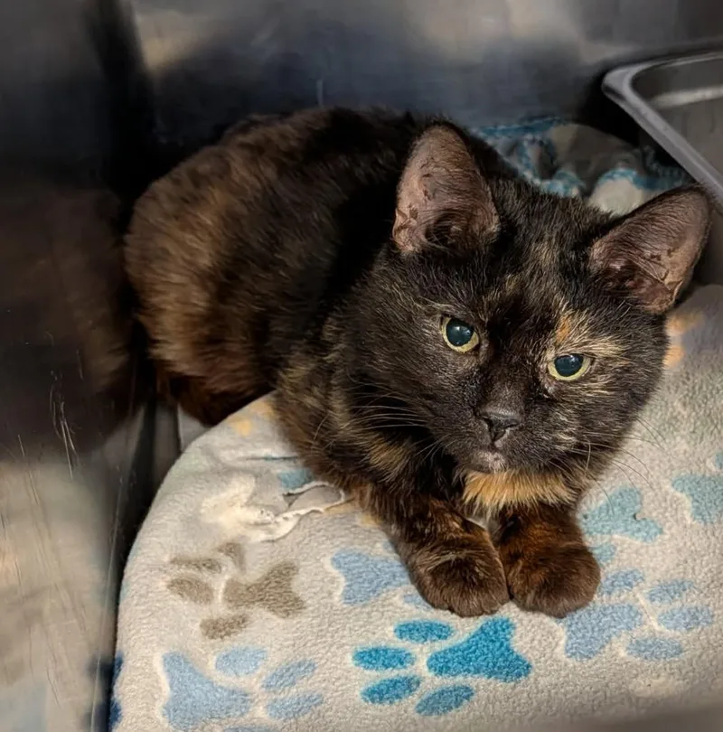 Axolotle thumbnail 5