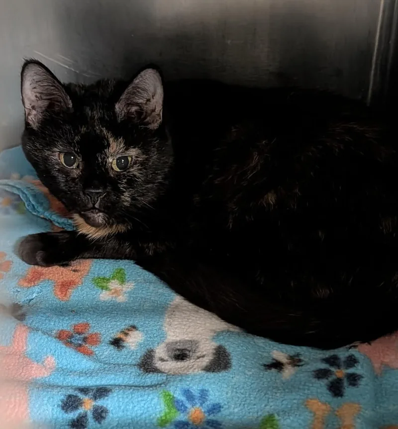 Axolotle thumbnail 6