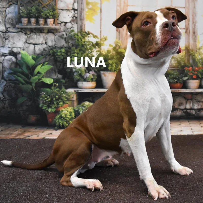 Luna