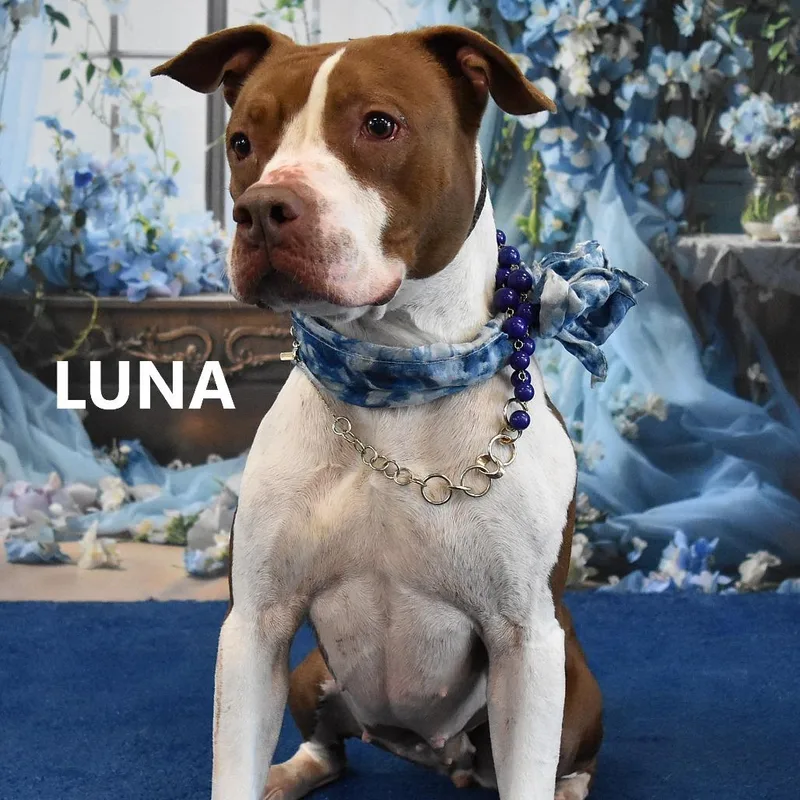 Luna thumbnail 2