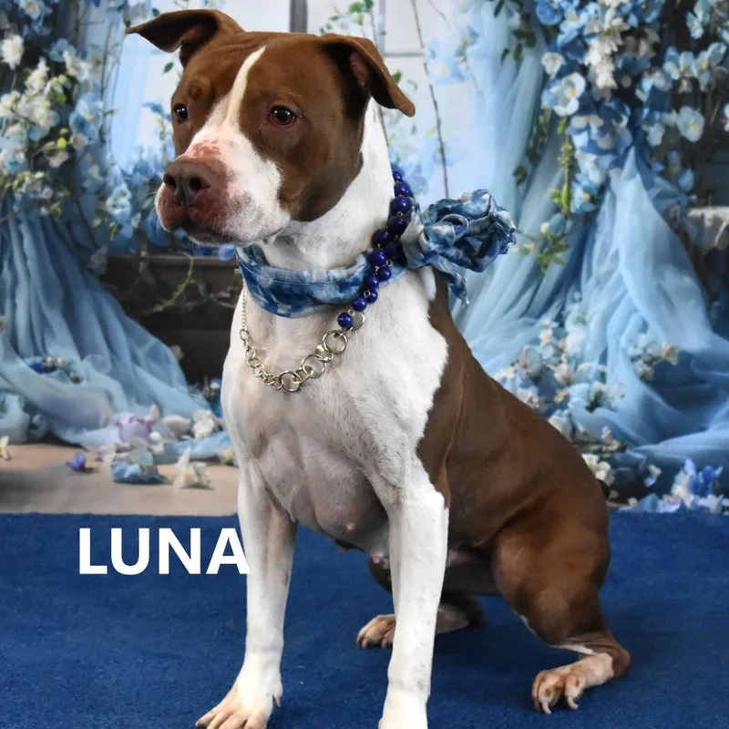 Luna thumbnail 3
