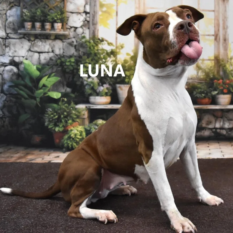 Luna thumbnail 4