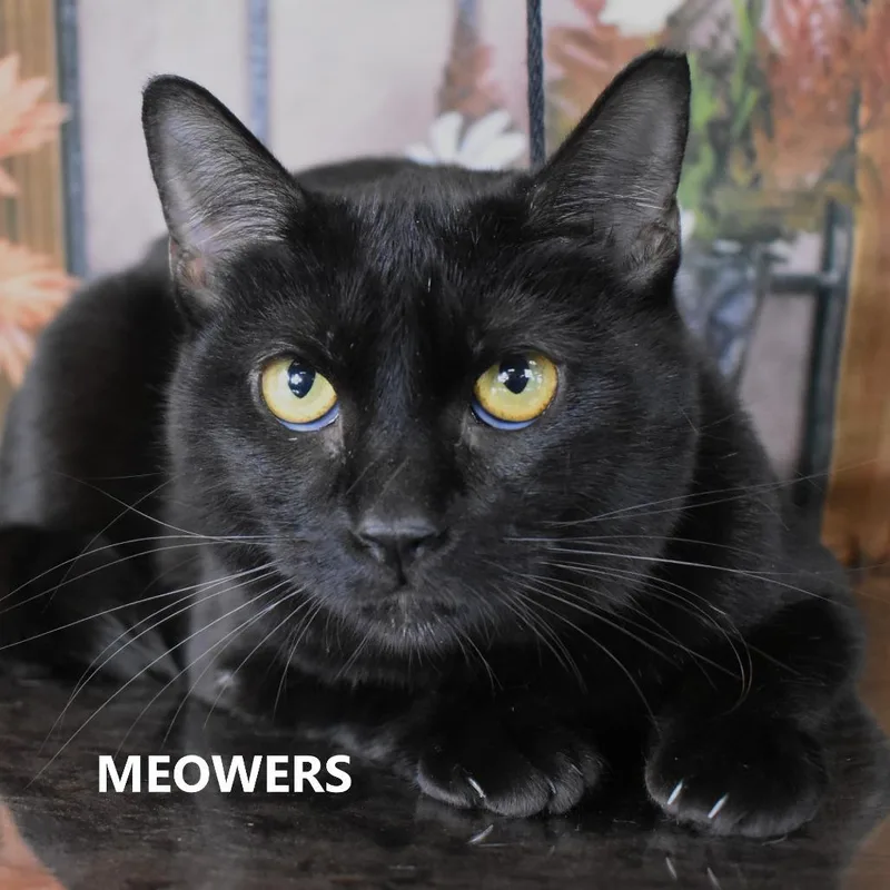 Meowers thumbnail 2