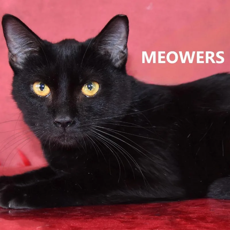 Meowers thumbnail 3
