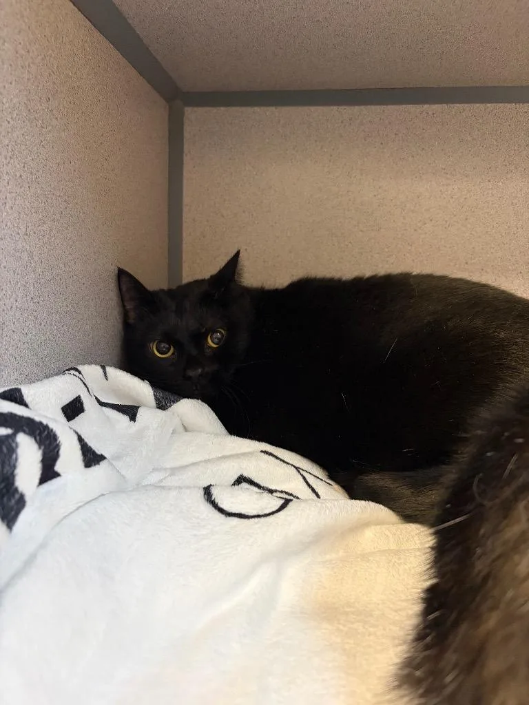 Samantha thumbnail 2