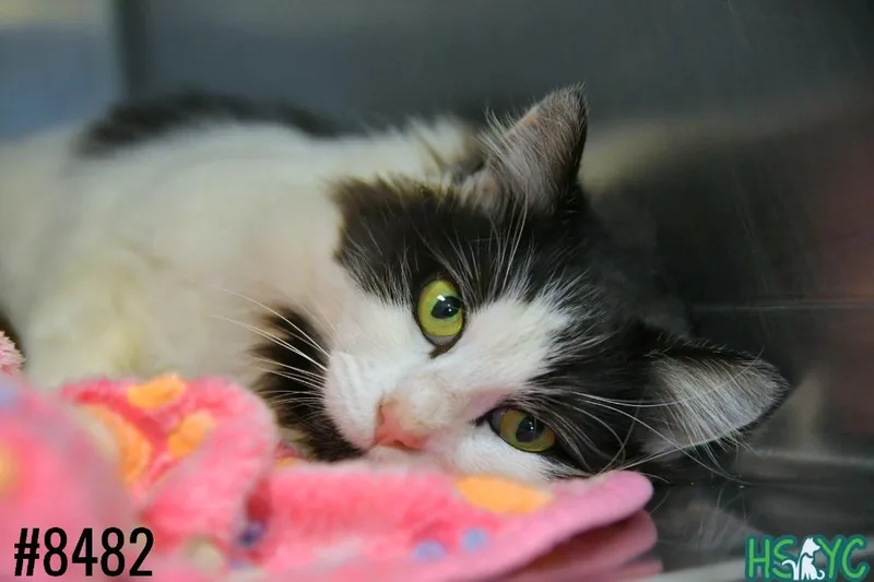 Paper Plane thumbnail 2