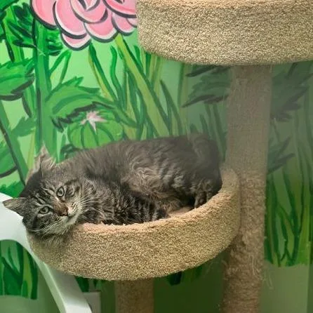 Mowgli Bear thumbnail 2