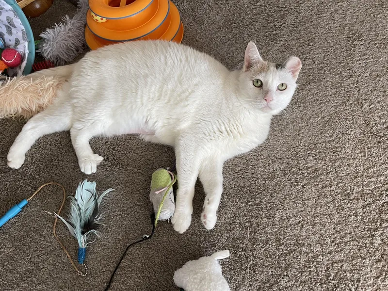 Snowball thumbnail 2