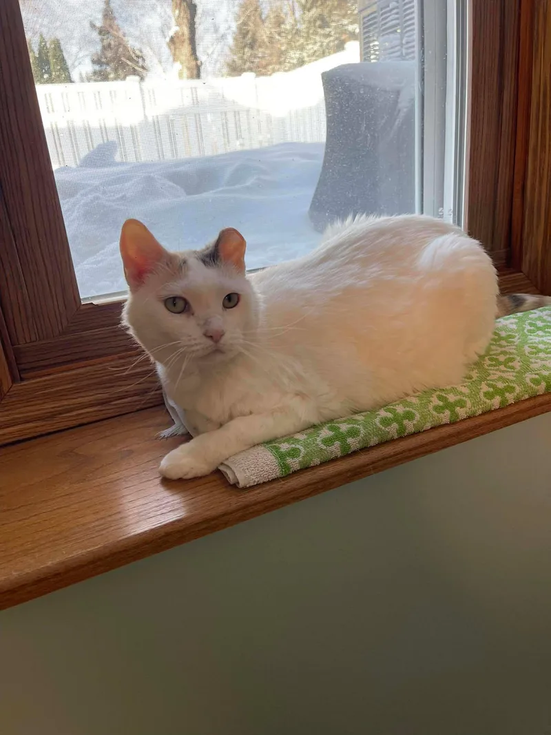 Snowball thumbnail 3