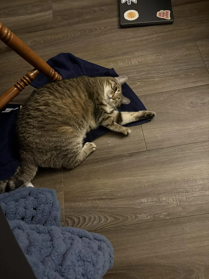 Coco thumbnail 2