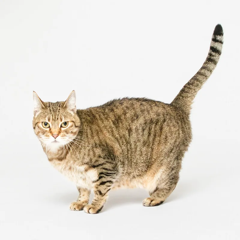An adult large-sized female Domestic Short Hair cat named Coco for adoption in Grand Forks, ND