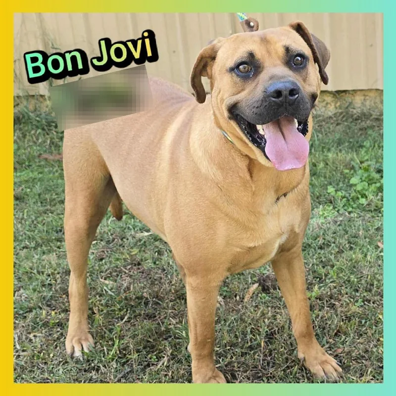 An adult large-sized male Brown / Chocolate Mastiff dog named Bon Jovi for adoption in Cleveland, TN