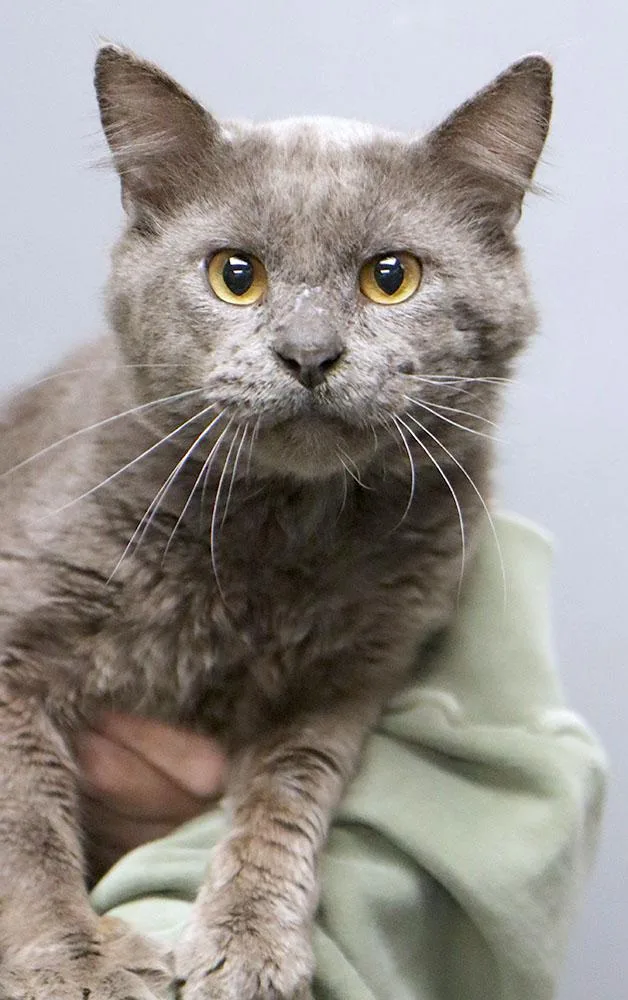 Squirrel thumbnail 2