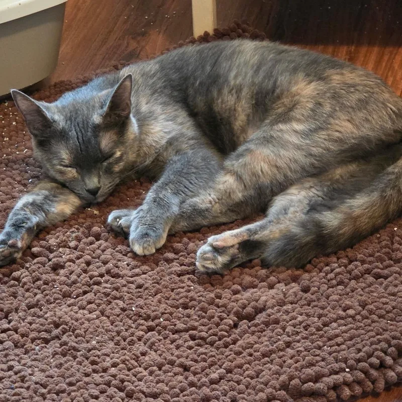 Luna Moon thumbnail 4