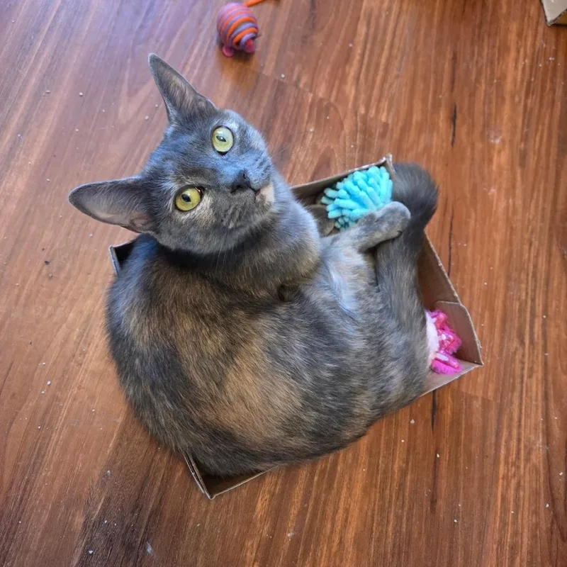 Luna Moon thumbnail 5