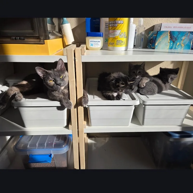 Luna Moon thumbnail 6