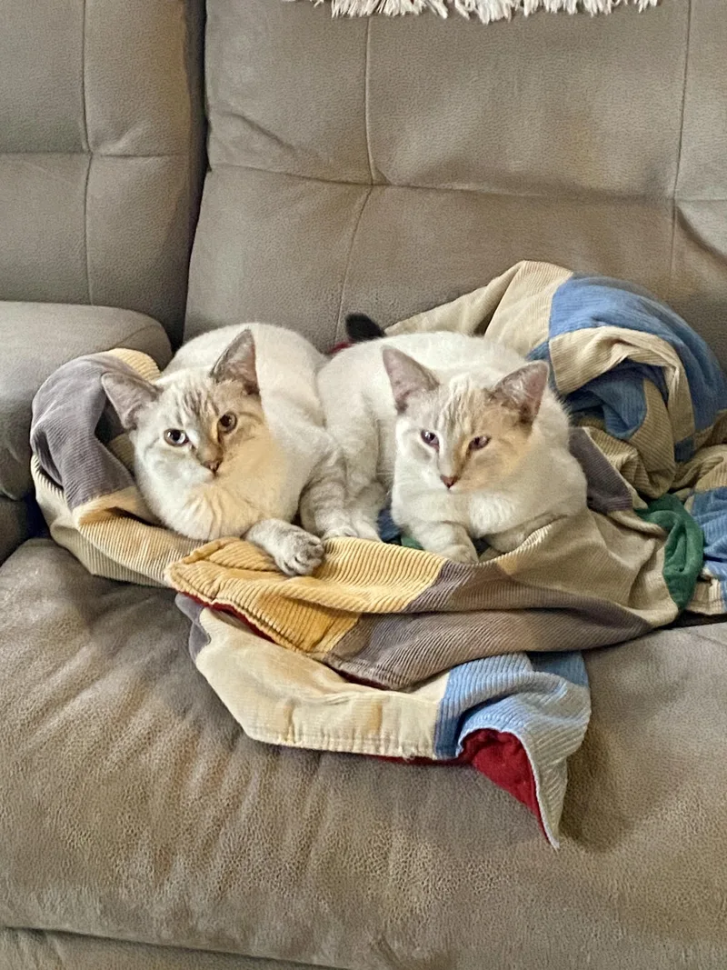 Lola & Lily thumbnail 2