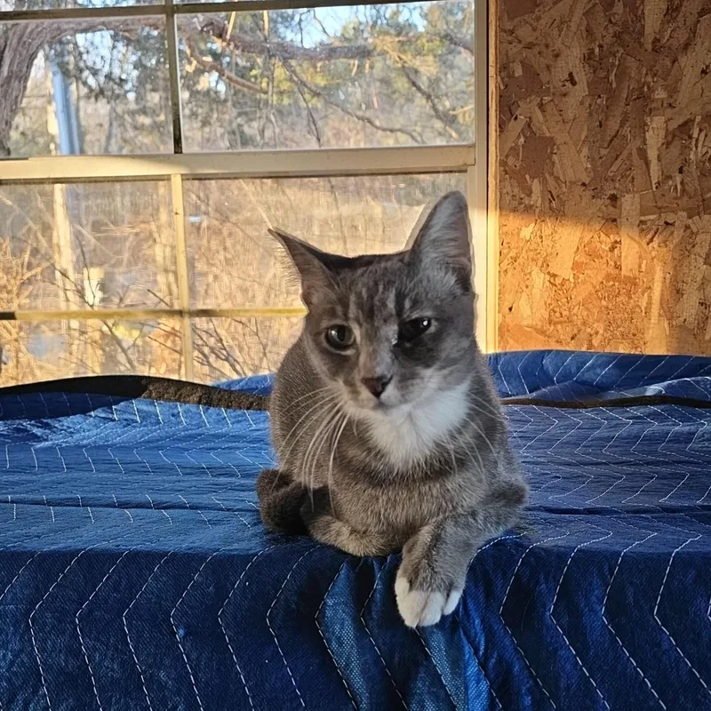 Dejafelv Positive thumbnail 2