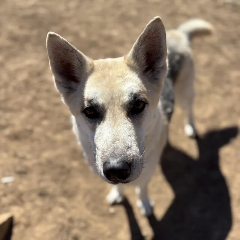 Huckleberry thumbnail 2