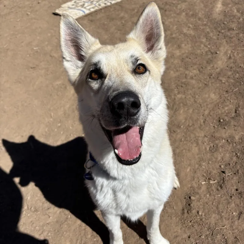 Huckleberry thumbnail 3