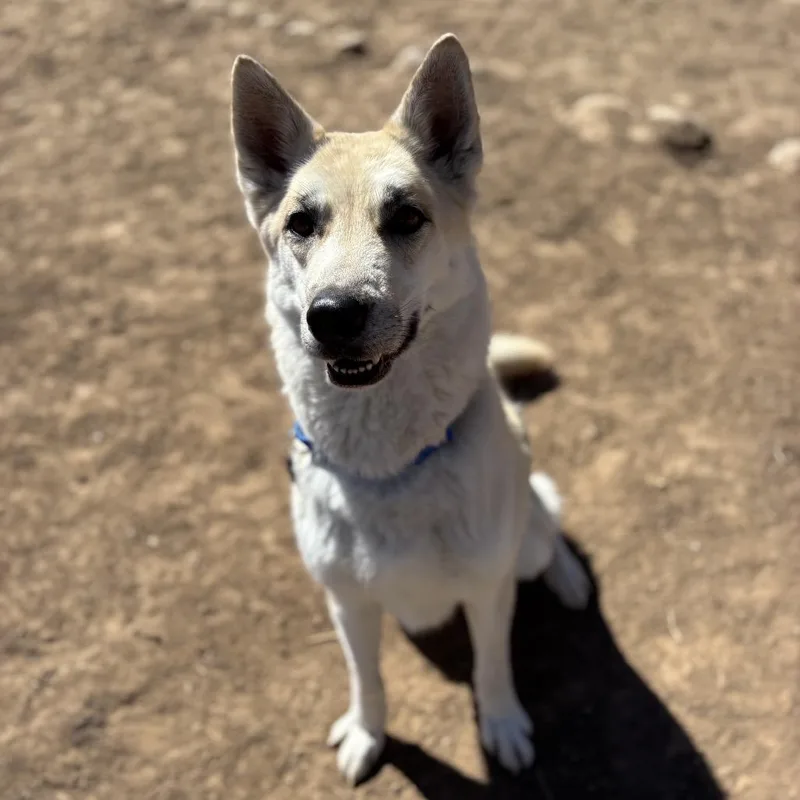 Huckleberry thumbnail 4