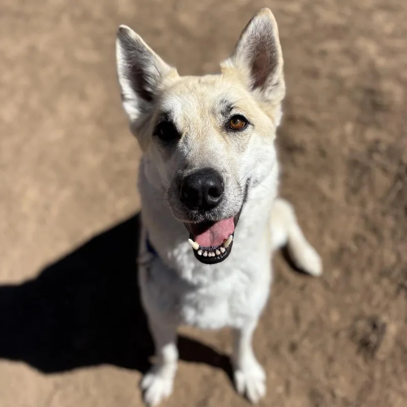 Huckleberry thumbnail 5