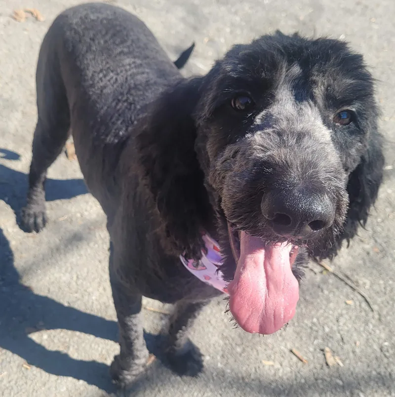 An adult large-sized female Labradoodle dog named Raisin for adoption in Killingworth, CT