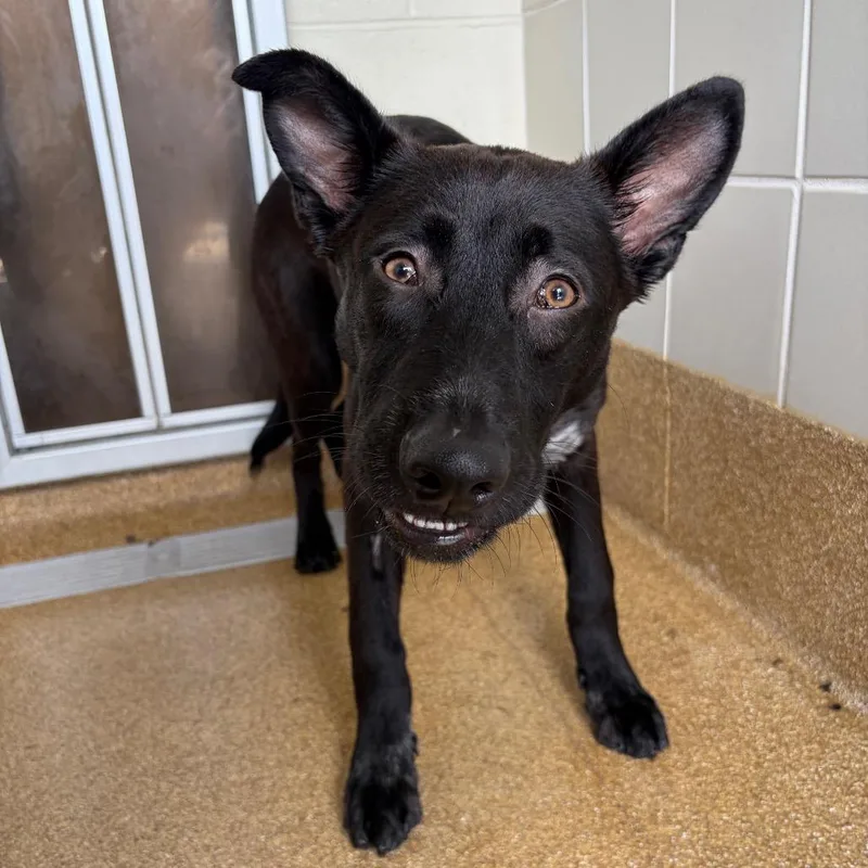 Superman thumbnail 4