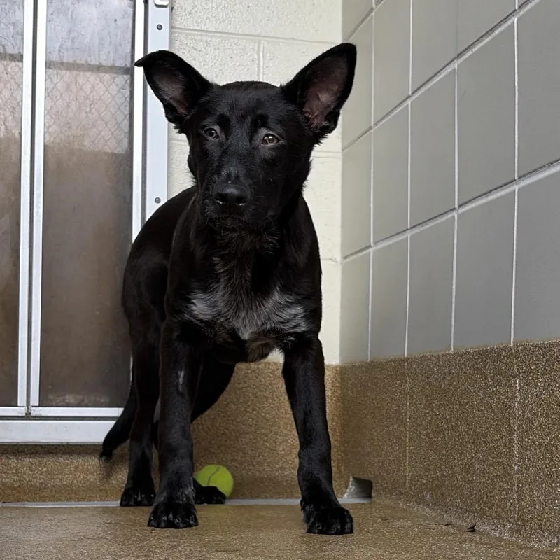 Superman thumbnail 5