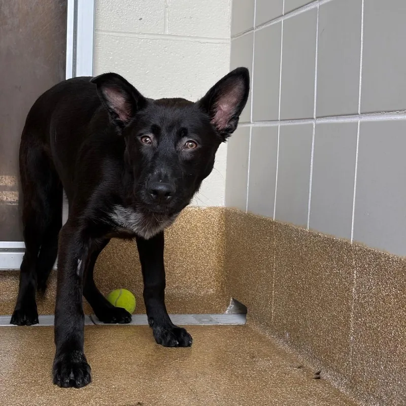 Superman thumbnail 6