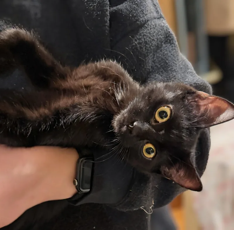 Handel And Hayden thumbnail 2