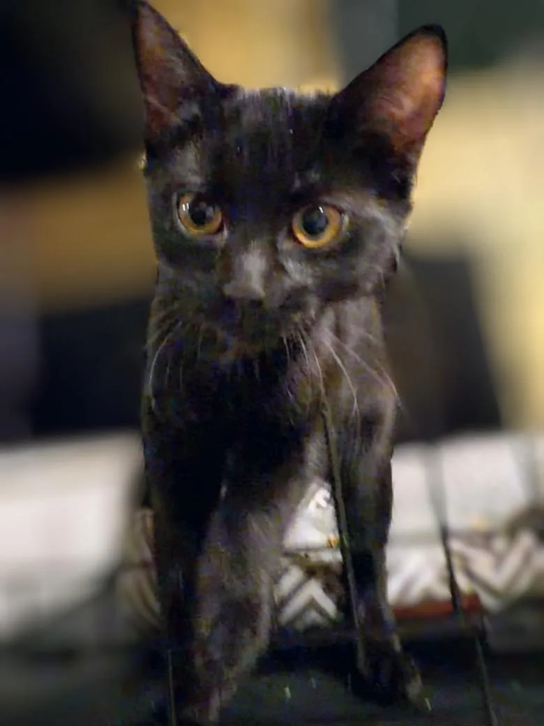 Handel And Hayden thumbnail 4