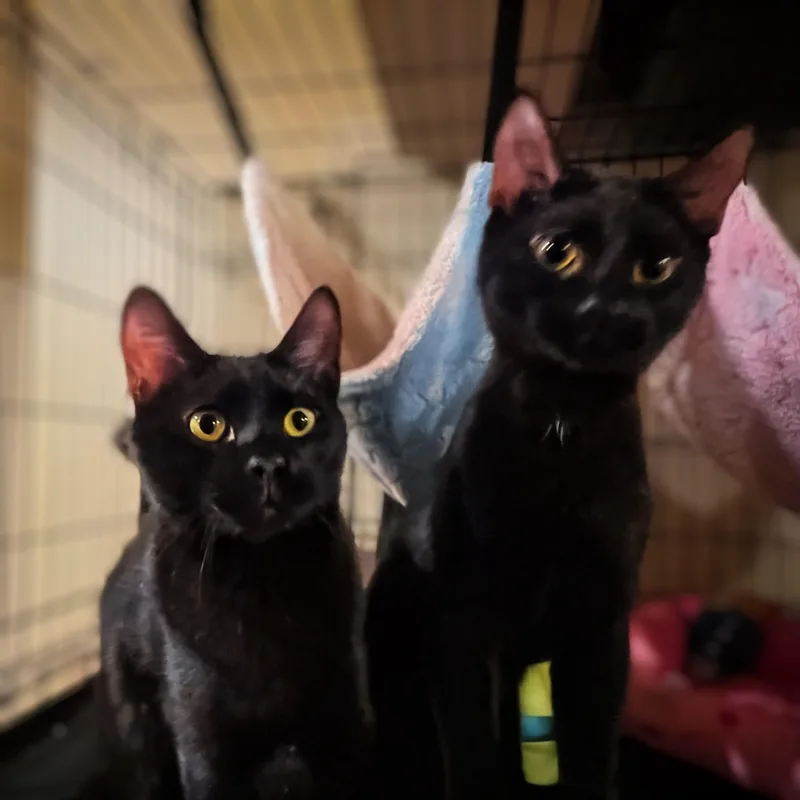 Walnut And Winterberry