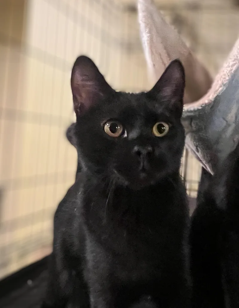 Walnut And Winterberry thumbnail 2