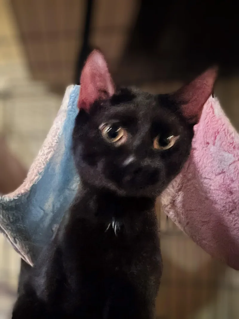 Walnut And Winterberry thumbnail 3