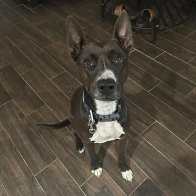 Winnie The Pooch thumbnail 2