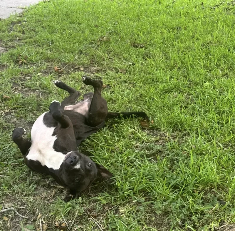 Winnie The Pooch thumbnail 3