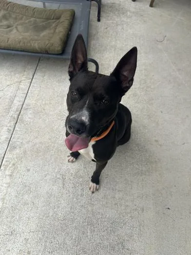 Winnie The Pooch thumbnail 4