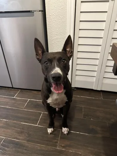 Winnie The Pooch thumbnail 5