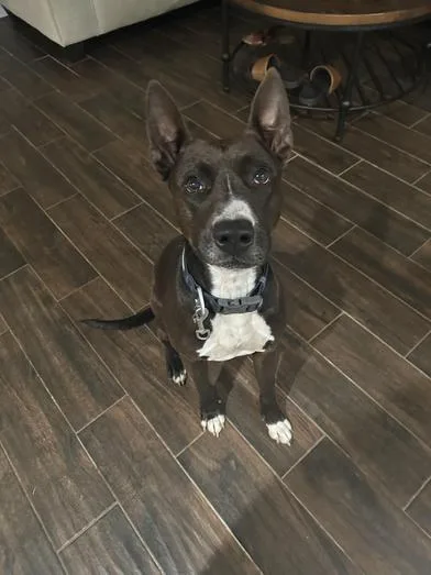 Winnie The Pooch thumbnail 6