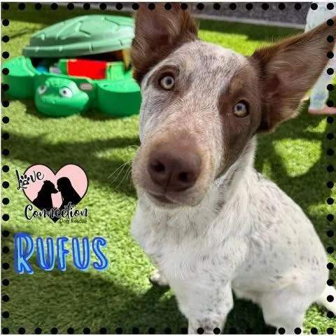 Rufus