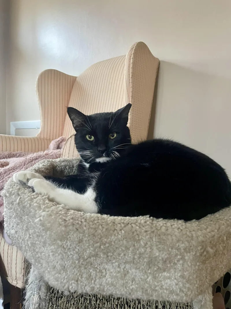 Sylvester thumbnail 2