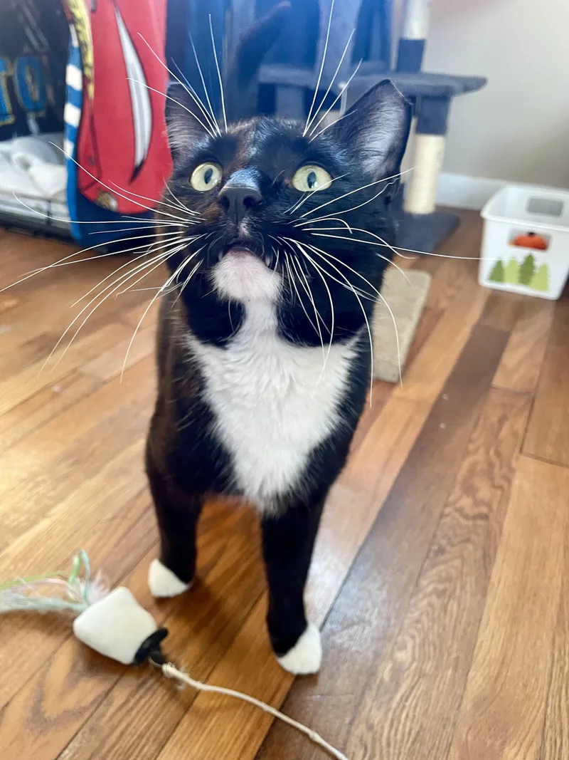 Sylvester thumbnail 4