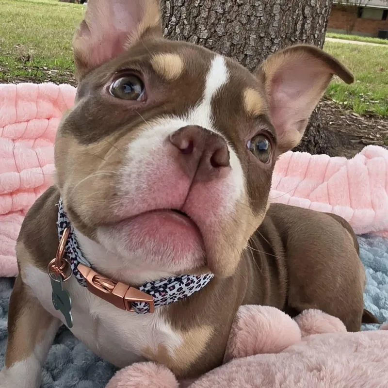 Cordelia  Special Needs thumbnail 5