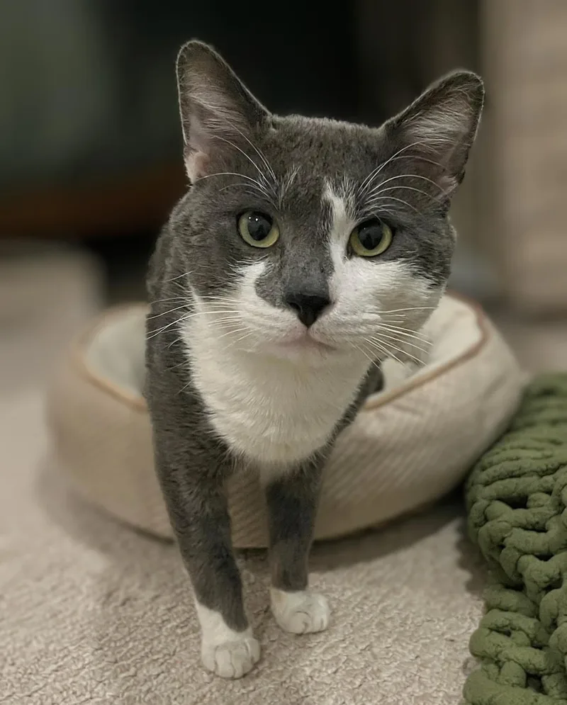 Big Bang thumbnail 4