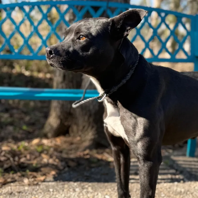 Shutter Stock thumbnail 4