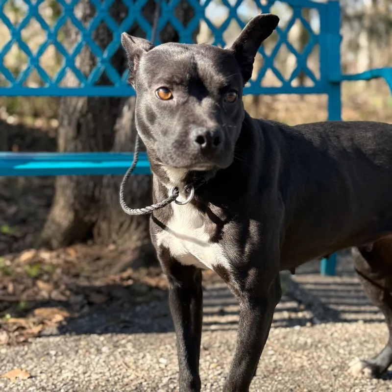 Shutter Stock thumbnail 6